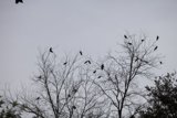 Winged congregation