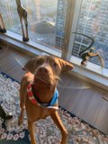 Curious Hound at the Window