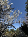 Blossoms Under the Blue Sky