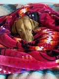 Cozy Vizsla on a San Francisco Bed
