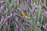 Lesser Goldfinch Perched Among Lavender Blossoms