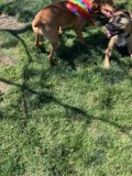 Playtime at Alice's Dog Park