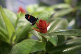 Vibrant Visitor: The Black and Red Butterfly