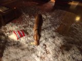 Puppy Playtime