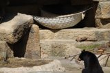 Relaxing Bear in a Hammock