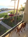 Summer View from the Balcony
