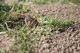 Peek-a-Boo Groundhog