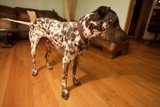 Dalmatian in the Spotlight