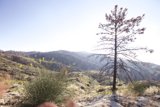Lone Fir on the Hillside