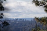 Misty Forest Vista Through Pine Branches After Wildfire