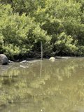 Majestic bird perched on log in serene waters