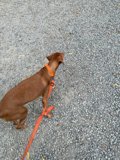 Stroll Through Guerneville