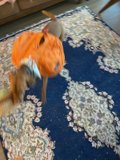 Playful Pup on the Rug