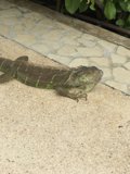 The Green Iguana on the Flagstone Walkway