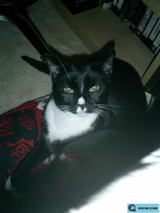 Classic Cat