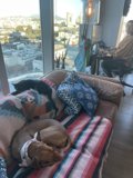 Cozy Afternoon with Furry Friend