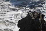 Seagull Perched on a Rocky Promontory