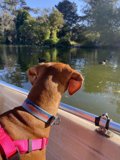 Pink Hound on a Boat