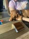 A Vizsla on the Table
