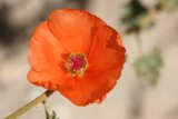 Solitary Orange Bloom