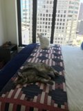 Lazy Days with Feline Friends