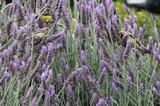 Goldfinch Foraging Among Purple Lavender Blooms