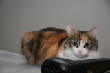 Cat and Shoe