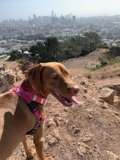 Pink-Harnessed Pup on a California Hill