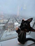 City Cat