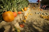 Harvest Time Magic with Metzgars