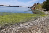 Algae Bloom Along Coastal Shoreline