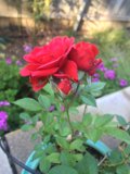Two Roses in a Pot with Geraniums