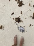 Beach Combing