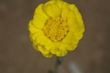 Sunny Petals
