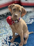 The Stylish Vizsla