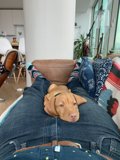 Comfy Couch Canine Companion