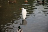 Serenity Amongst the Waterfowl