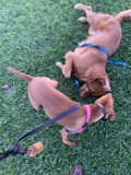 Two Canine Companions Playfully Navigate the Grass