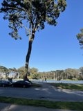 Majestic Tree in Golden Gate Park