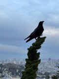 Urban Wildlife