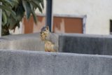 Early Morning Acrobat