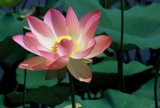 Blooming Beauty