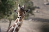 The Inquisitive Giraffe