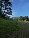 A Canine's Countryside Stroll
