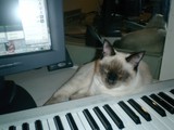 Keyboard Cat Nap