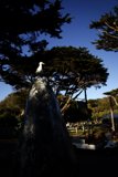 Nature's Symphony at Delores Park