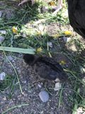 Blackbird in the California Terrain