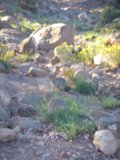 Kangaroo on the Rock