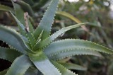 Close-up of Serrated Aloe Vera Succulent Plant