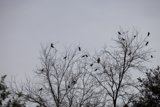 Birds at Rest